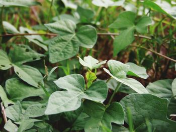 Close-up of green leaves