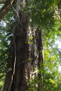 Low angle view of trees in forest against sky