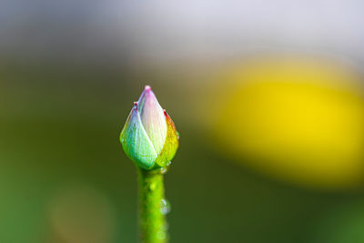 Close-up of raindrops on flower bud