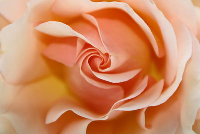 Apricot rose 