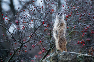 Close-up of meerkat