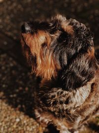 Close-up of dog looking away