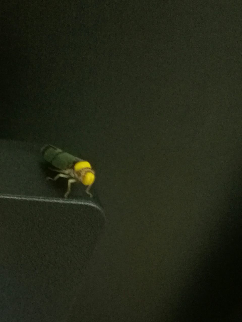 CLOSE-UP OF YELLOW INSECT ON BLACK BACKGROUND