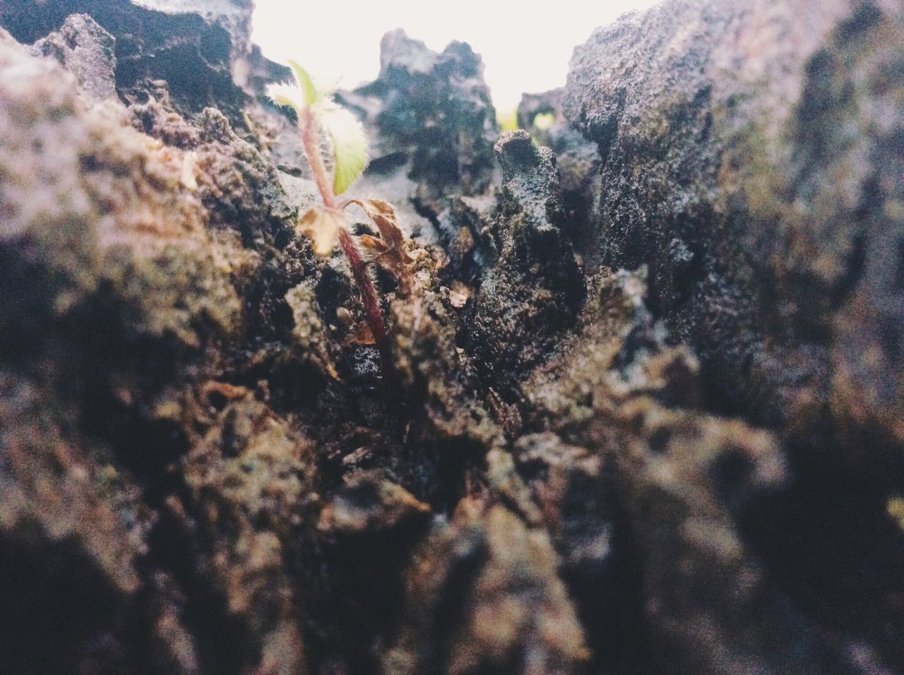 CLOSE-UP OF PLANTS