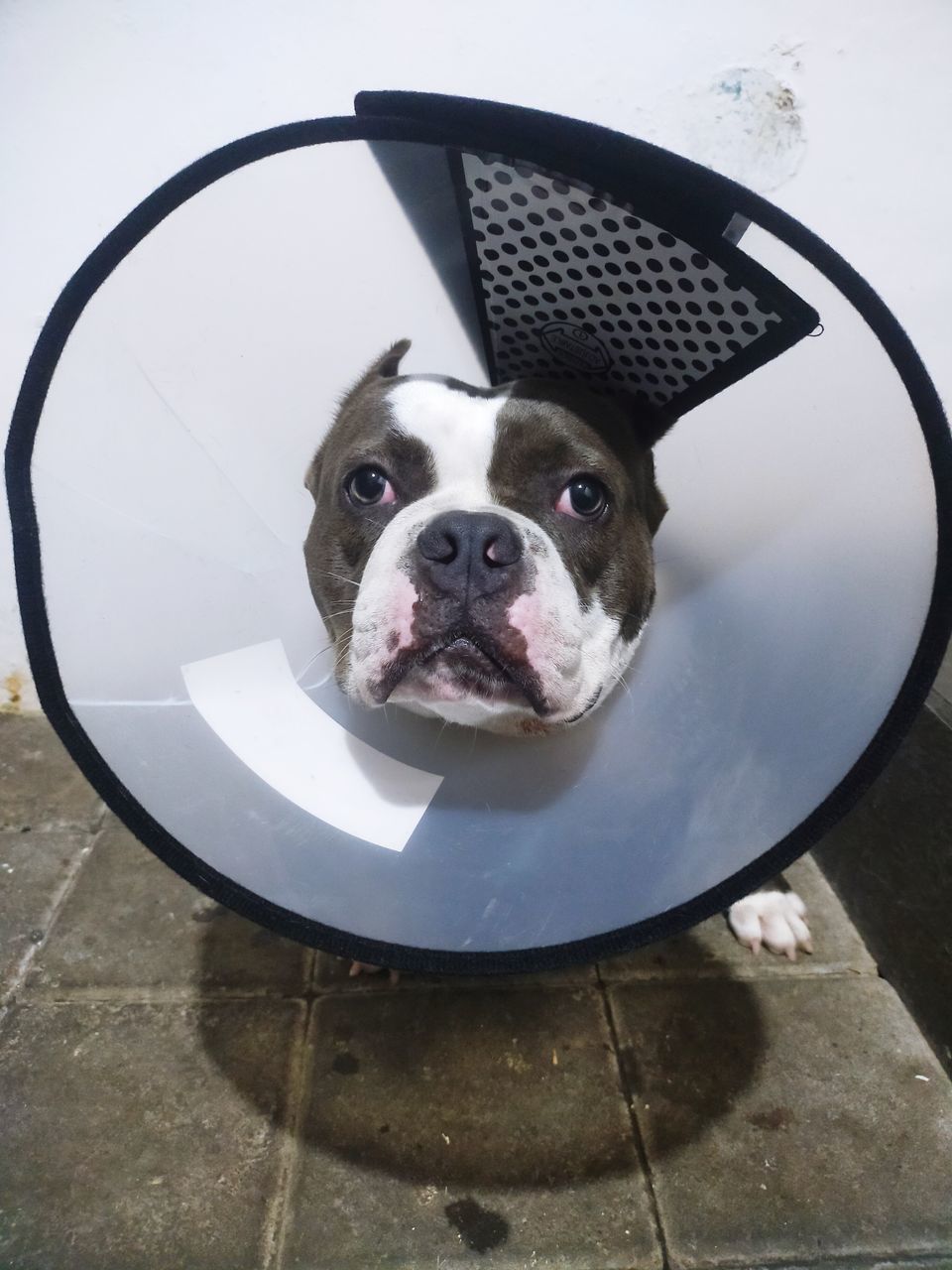 dog, one animal, animal, pet, animal themes, canine, mammal, domestic animals, portrait, looking at camera, bulldog, lap dog, no people, high angle view, animal body part, indoors, french bulldog