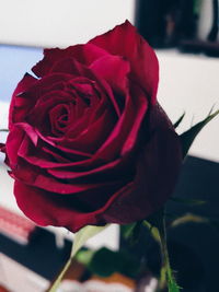 Close-up of rose roses