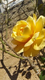 Close-up of yellow flower blooming outdoors