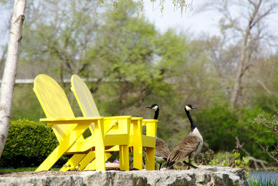 Geese by the yellow chairs