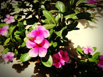 Close-up of pink flowers blooming outdoors