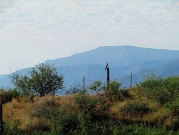 Man standing by tree on mountain against sky