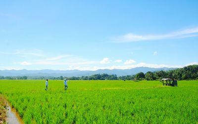 Scenic view of rice field against sky