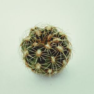 Close-up of cactus plant against white background