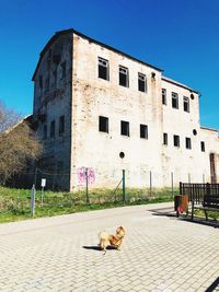 Dog on street amidst buildings in city