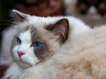 Close-up portrait of cat
