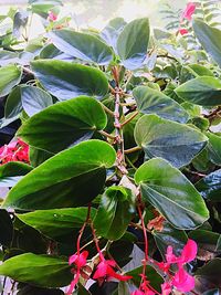 Close-up of fresh green plant