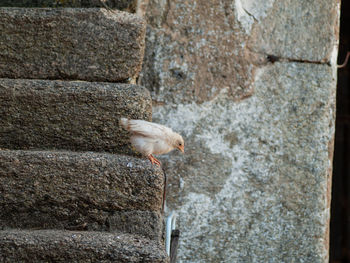 Close-up of bird perching on wall