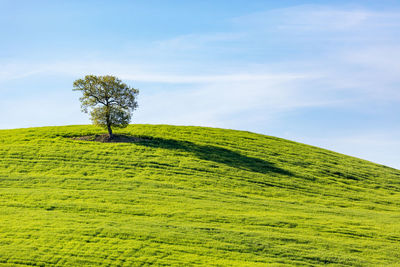 Tree on field against sky