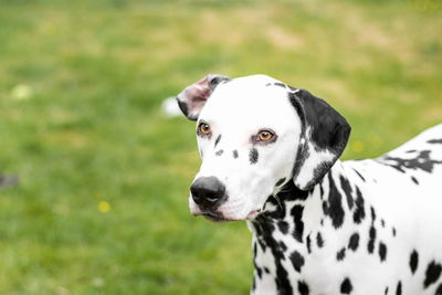 Close-up of a dog looking away