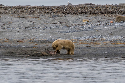 Polar bear at the beach