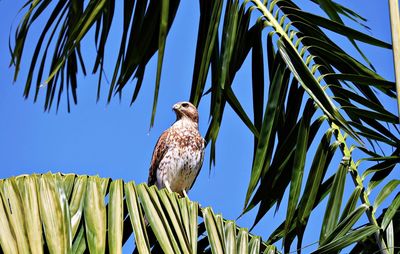 Low angle view of bird perching on palm tree