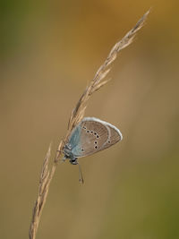 Close-up of butterfly