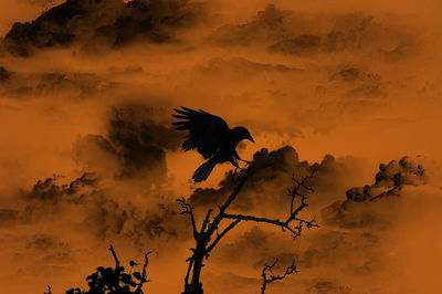 Low angle view of silhouette birds flying against orange sky