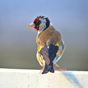 Close-up of bird perching on wall