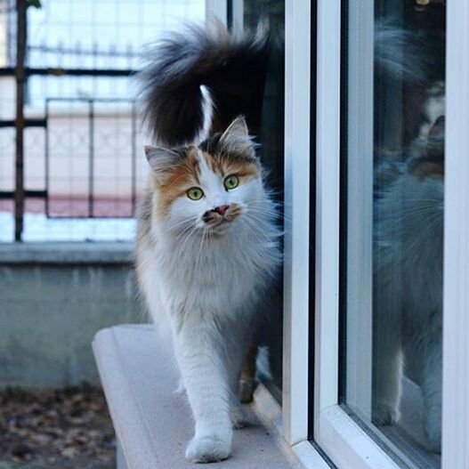 domestic cat, window, pets, one animal, animal themes, domestic animals, feline, indoors, no people, mammal, day, looking at camera, portrait, close-up