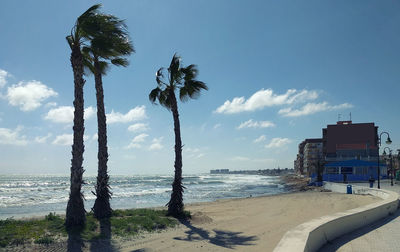 Palm trees on beach against sky