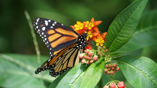 Butterfly pollinating on flower