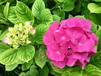 Close-up of pink hydrangea plant