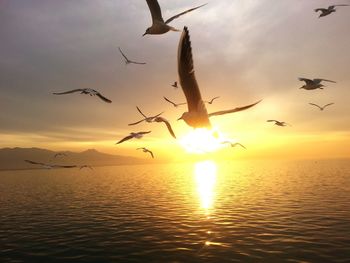 Low angle view of seagulls flying over sea during sunset