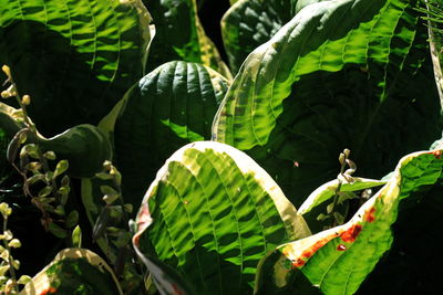 Full frame shot of green leaves