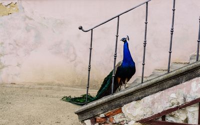 View of peacock on wall