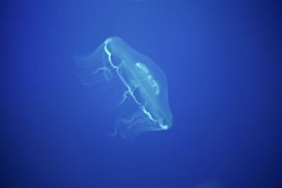 Close-up of jellyfish swimming in sea