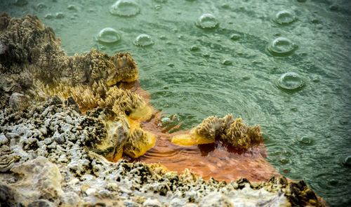 Close-up of coral in sea