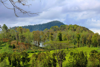 Panoramic shot of trees on field against sky