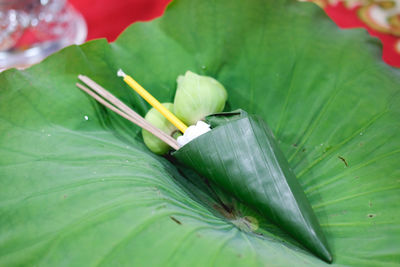 High angle view of green leaves on plant