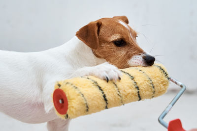 Dog jack russell terrier playing with paint roller in white room. renovation concept