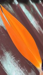 Close-up of orange leaf