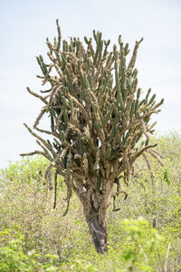 Tree growing on field against sky