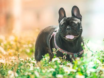 Portrait of black dog standing amidst plants on field