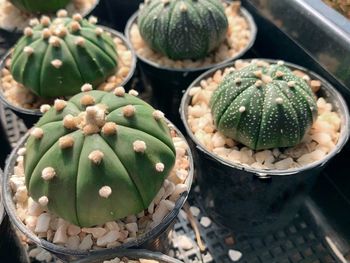 High angle view of succulent plant in basket