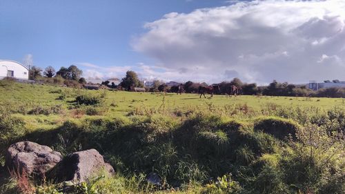 Scenic view of grassy field against sky