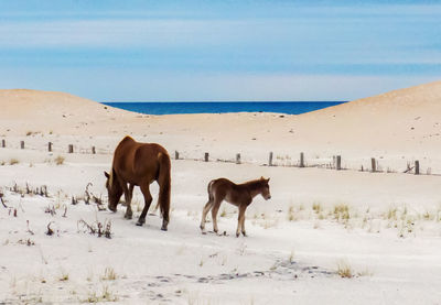 Horses standing on field by sea against sky