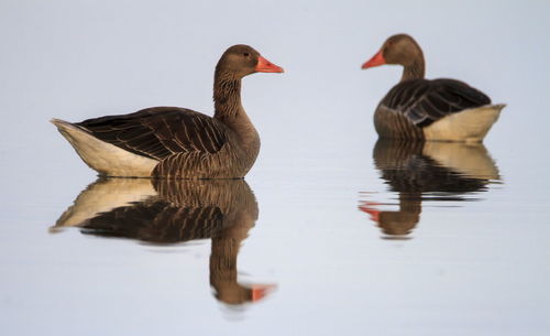 Greylag goose geese, anser anser, swimming in very quiete baltic sea, kalmar, sweden