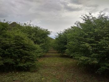 Trees and plants growing on land against sky