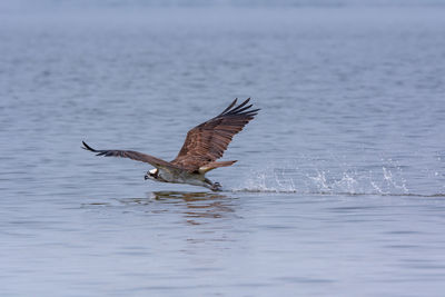 Bird flying over sea