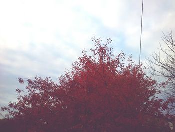 Low angle view of trees against cloudy sky