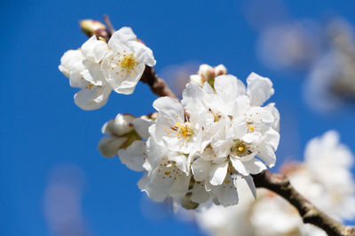 Close-up of white cherry blossoms against sky